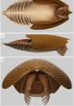 Cambrian (Ranging From Formal to Geordie and Everything in Between) Type your text to hear it in the voice of Cambrian.