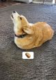 Hammy & Olivia Pet Influencers. Type your text to hear it in the voice of Hammy & Olivia