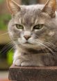 Poes Poes