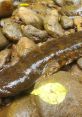 Hellbenders Hellbenders