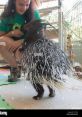 Bintu the African Crested Porcupine Animals - Staten Island Zoo. Type your text to hear it in the voice of Bintu the African