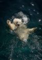 Nora the Polar Bear Type your text to hear it in the voice of Nora the Polar Bear. The soft clicking of keys echoed