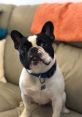 Boycie the Singing Frenchie Type your text to hear it in the voice of Boycie the Singing Frenchie. Boycie the Singing