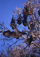Bat in the Sun Type your text to hear it in the voice of Bat in the Sun. The first that fills the room is a low hum, like