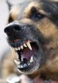 Maddy ‘Furious Dog’ - Angry Pup - Little Miss Furious Type your text to hear it in the voice of Maddy ‘Furious Dog’ -