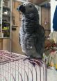 Einstein African Grey Parrot Type your text to hear it in the voice of Einstein African Grey Parrot. The dulcet tones of the