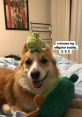 Tofu the Corgi Type your text to hear it in the voice of Tofu the Corgi. The soft whirring of the Tofu Corgi Computer AI