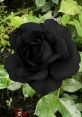 Blackrose Type your text to hear it in the voice of Blackrose. The Blackrose Computer AI emits a symphony of futuristic
