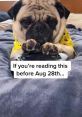 Shaq The Pug Type your text to hear it in the voice of Shaq The Pug. The soft whirring of the (text-to-speech) AI system