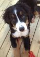 Bernese Be Like... Type your text to hear it in the voice of Bernese Be Like.... The that are related to the subject of