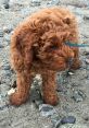 Ziggy the Doodle Type your text to hear it in the voice of Ziggy the Doodle. The of whirring fans filled the room as