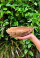 CoconutKing Type your text to hear it in the voice of CoconutKing. The CoconutKing Computer AI emits a series of distinct