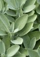 Sage Type your text and hear it in the voice of Sage .