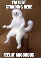 Creepy talking cat meme with funny caption, "I'm just standing here feelin' avocados," adds humor to pet content.