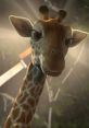 Bridget (The Wild) A Giraffe who falls in love with benny, auirrel