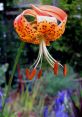 Lily(Female) Type your text and hear it in the voice of Lily(Female) .