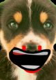 Dog (From Dog Pulls) He is an dog