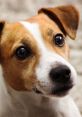 Playful dog with expressive eyes, showcasing the charm of dogs learning to communicate in English.