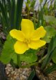 Caltha Type your text and hear it in the voice of Caltha .