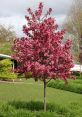 Crabtrees N