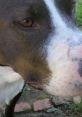 Close-up of a playful dog showcasing its unique features, perfect for Dewflunky Rocket Rwocket Voice enthusiasts.