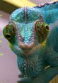 My Voice Is Akin to a Chameleon: It Can Metamorphose to Match Your Whim Type your text to hear it in the My Voice Is Akin to