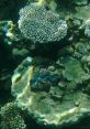 Genuineness, Buoyancy, and a Rambunctious Nature Type your text to hear it in the Genuineness, Buoyancy, and a