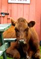 Amiable, Neighborly Chap Type your text to hear it in the Amiable, Neighborly Chap . Amiable, Neighborly Chap. English -