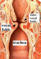 Multilingual Vocal Cords with Extensive Versatility and Expertise, Impeccably Bilingual in Both French and Arabic Type