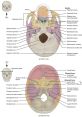 The Timbre You Require for the Echo Within Your Cranium Type your text to hear it in the The Timbre You Require for the Echo