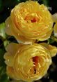 Inviting, Dependable, Heartfelt, Unpretentious, British, and Credible Type your text to hear it in the Inviting, Dependable,