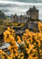 A Cozy, Velvety Voice From the Scottish Highlands, Imbued with Empathy and Droll Mirth Type your text to hear it in the A