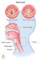 I Possess the Ability to Modulate My Vocal Cords From a Youthful Lass to a Mature Woman Type your text to hear it in the I