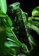 Italian Vocal Chameleon Type your text to hear it in the Italian Vocal Chameleon . Italian vocal chameleon. Italian. Male