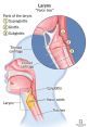 Thanks to My Gifted Vocal Cords, You'll Be Able to Convey a Plethora of Emotions Type your text to hear it in the Thanks