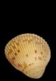Pristine, Relaxed, Intriguing, Uncontrived, Enlightening, Animated Type your text to hear it in the Pristine, Relaxed,
