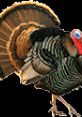 Turkey Play from Turkeys.