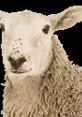 Sheep Play from Sheep.
