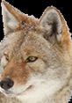 Coyote Play howling, growling, barking, and yipping from Coyotes.