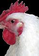 Chicken Play clucking and screams from Chickens.