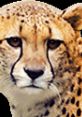 Cheetah Play from a Cheetah.