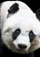Giant Panda Play from Panda Bears.