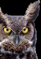 Owl Play screeching and hooting from Owls.