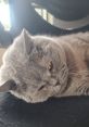 Issa the Cat lounging on a chair, showcasing her soft gray fur and bright amber eyes in a cozy setting.
