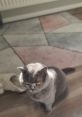 Issa The British Shorthair She looks so cute