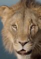 Scar Kevin Harrison Jr.