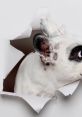 Walter The Frenchie Use this