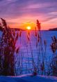 Sonne