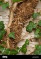 Ivy (US English) Type your text and hear it in the voice of Ivy (US English) by 101 s.