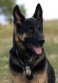 K9